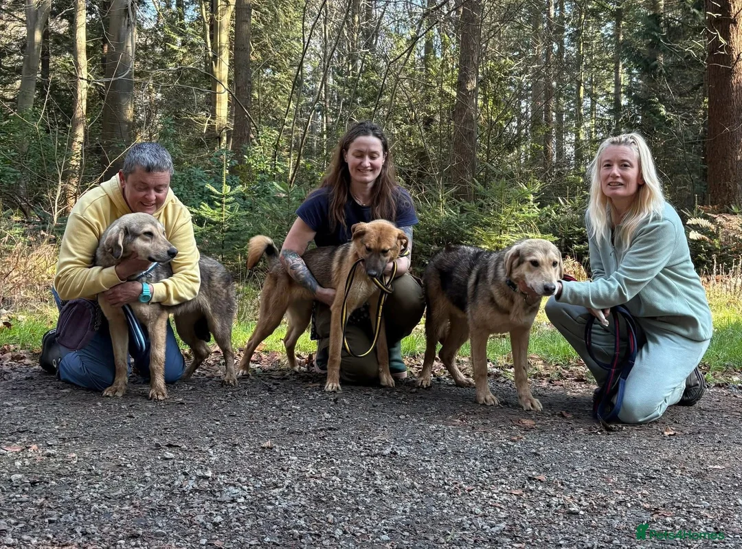 Mixed Breed dogs for adoption: Neddy - Norwich Norfolk  - Advert 10