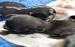 Chihuahua dogs for sale: Beautiful  Blue and Merle Chihuahua  - Image 9