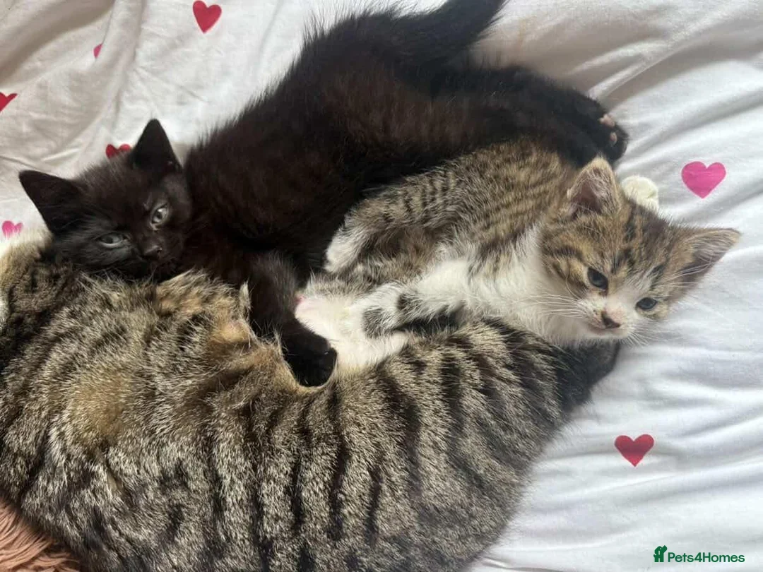 Mixed Breed cats for sale: Fluffy kittens in Huddersfield - Advert 2