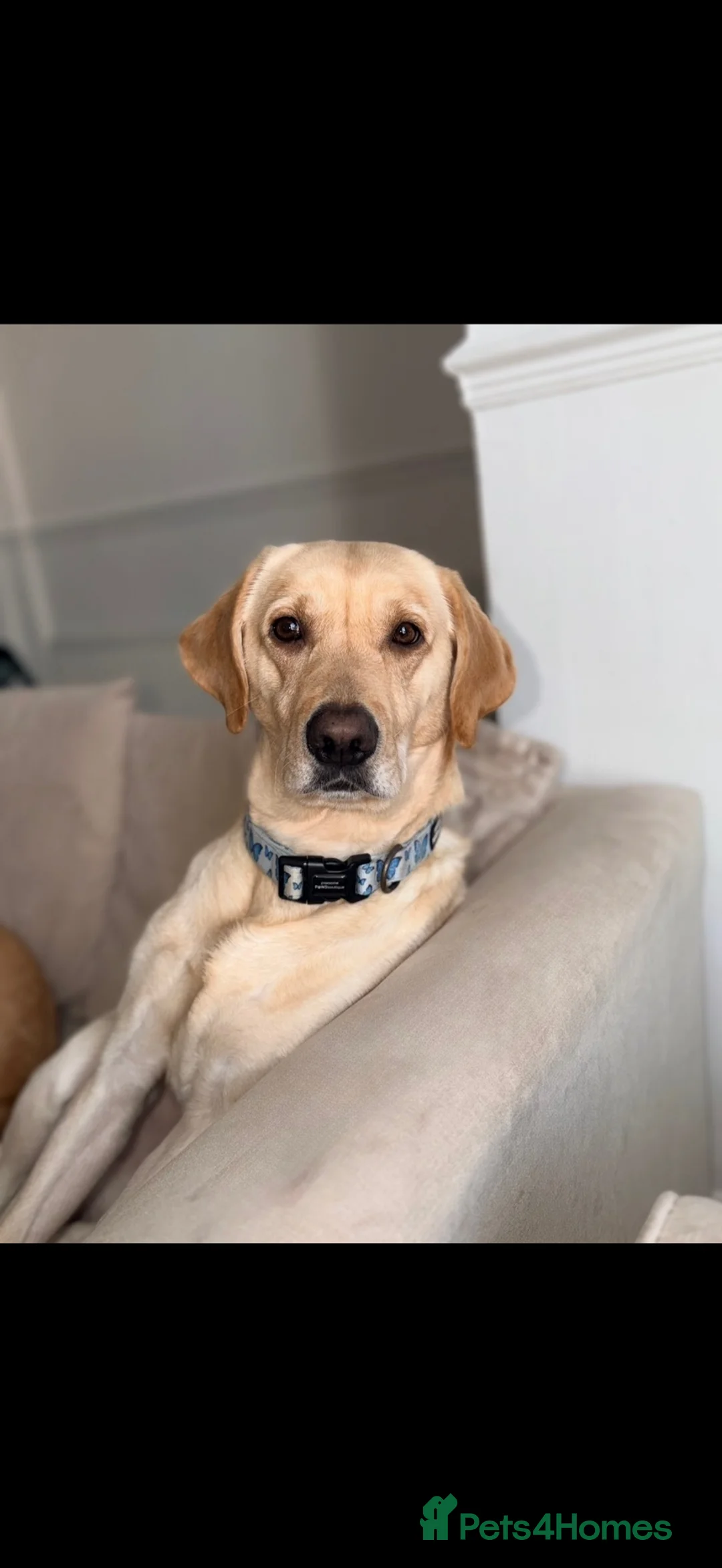 Labrador Retriever dogs for stud: Kylo  - Advert 2