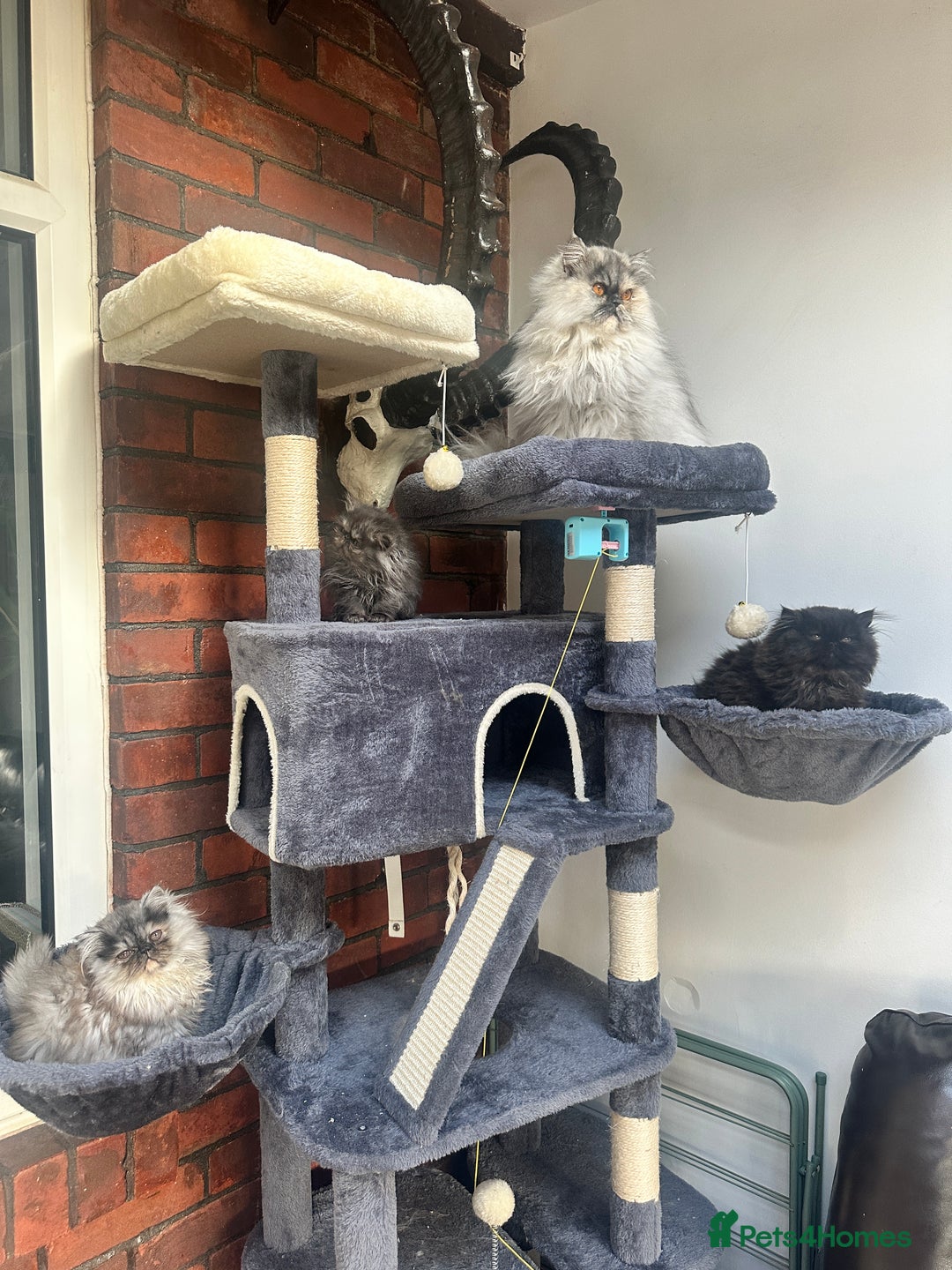 Persian cats for sale: Persian cats for sale - Advert 6