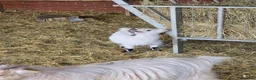 Goats livestock for sale: Little wether - Advert 2