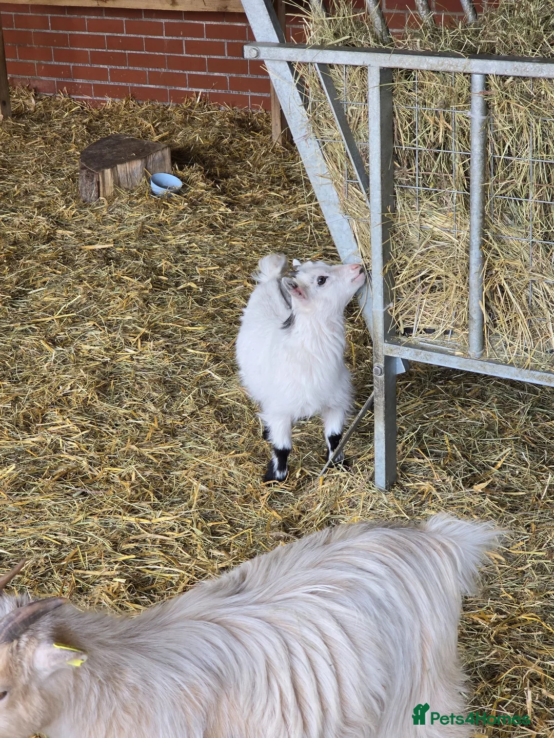 Goats livestock for sale: Little wether - Advert 2