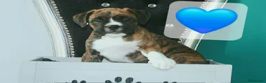Brindle 1 