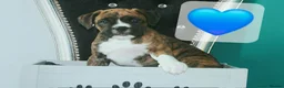 Mixed Breed dogs for sale: 7 Boxer puppys for sale  - Advert 14