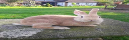 Rex rabbits for sale: Mixed rex with the English - Advert 3