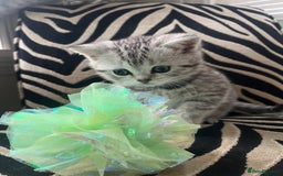 British Shorthair cats for sale: Stunning Silver Spotted Tabby, BSH,  - Image 1