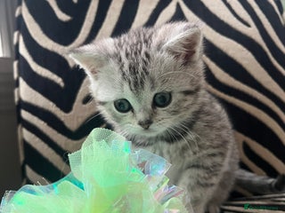British Shorthair cats Stunning Silver Spotted Tabby, BSH, - Advert 5