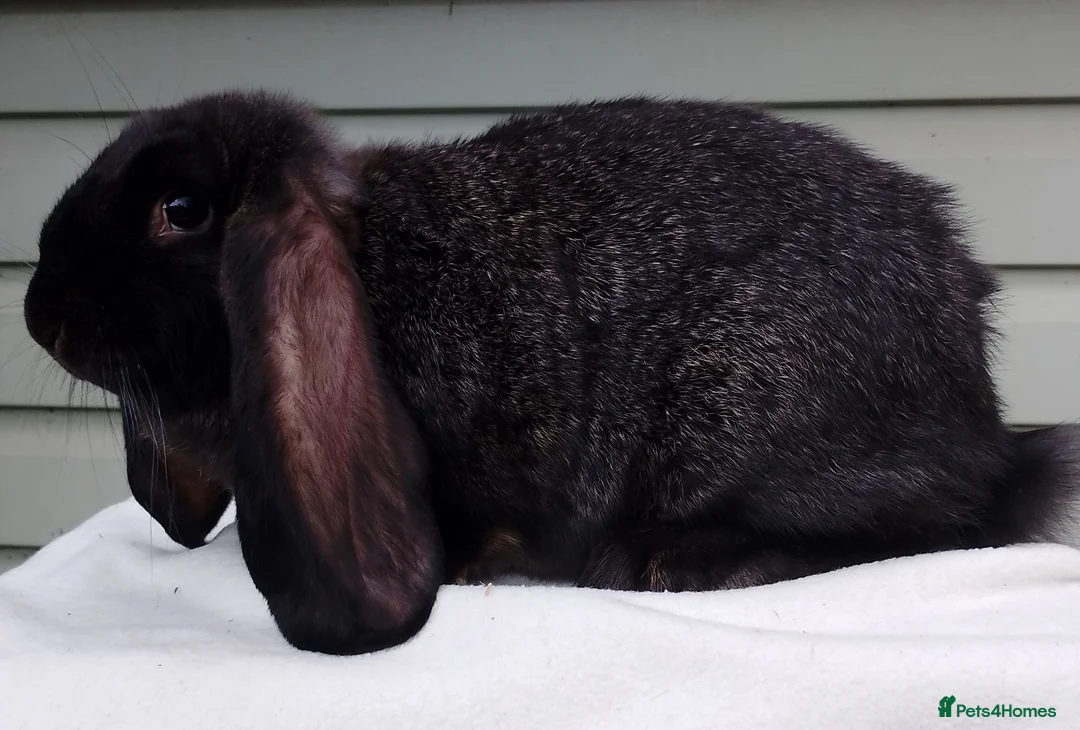 French Lop rabbits for sale: Baby French Lop - ready now  - Advert 3