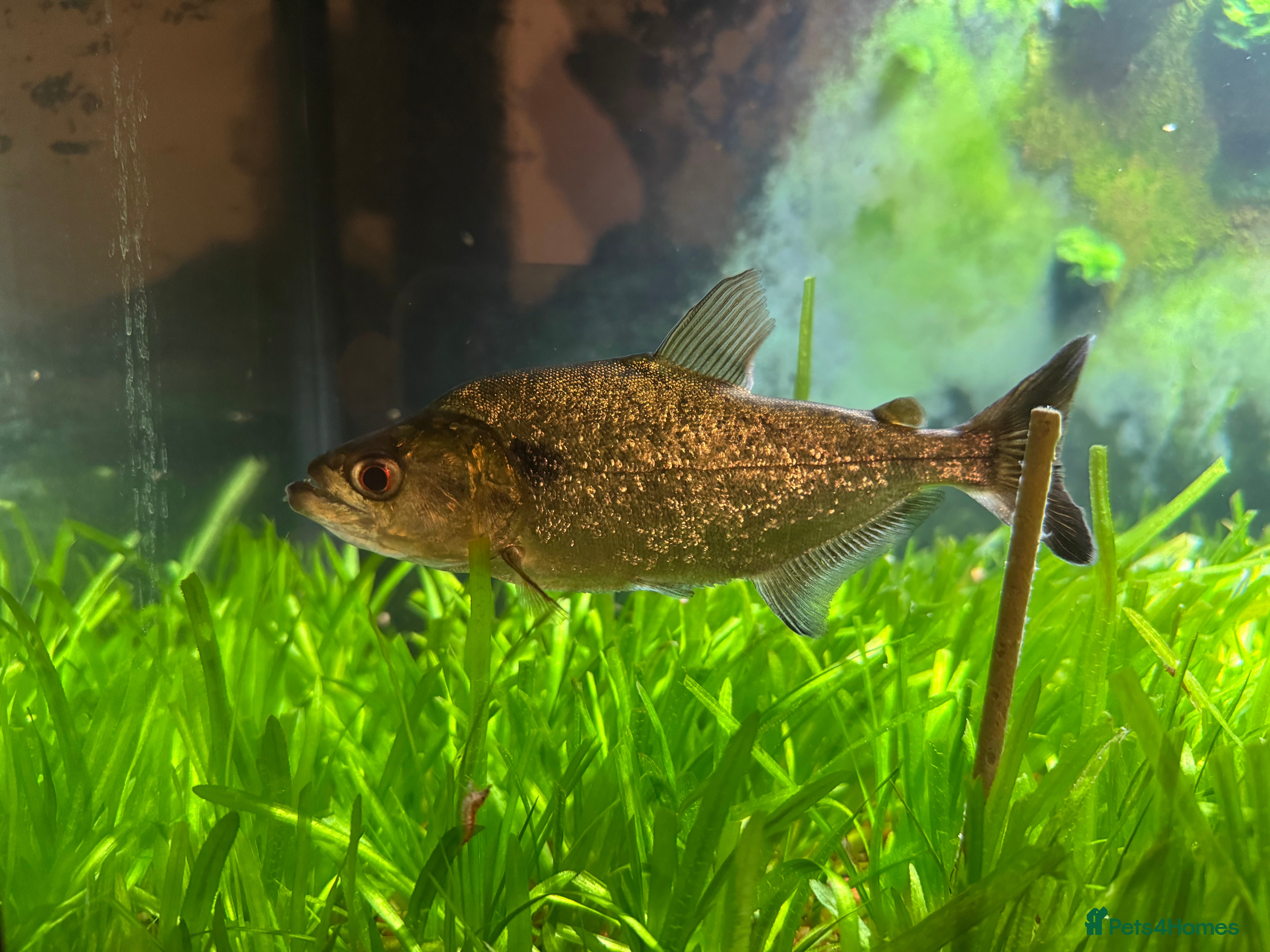 Piranhas fish BLACK MASK ELONGATUS PIRANHA  - Advert 8