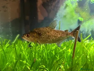 Piranhas fish BLACK MASK ELONGATUS PIRANHA - Advert 1