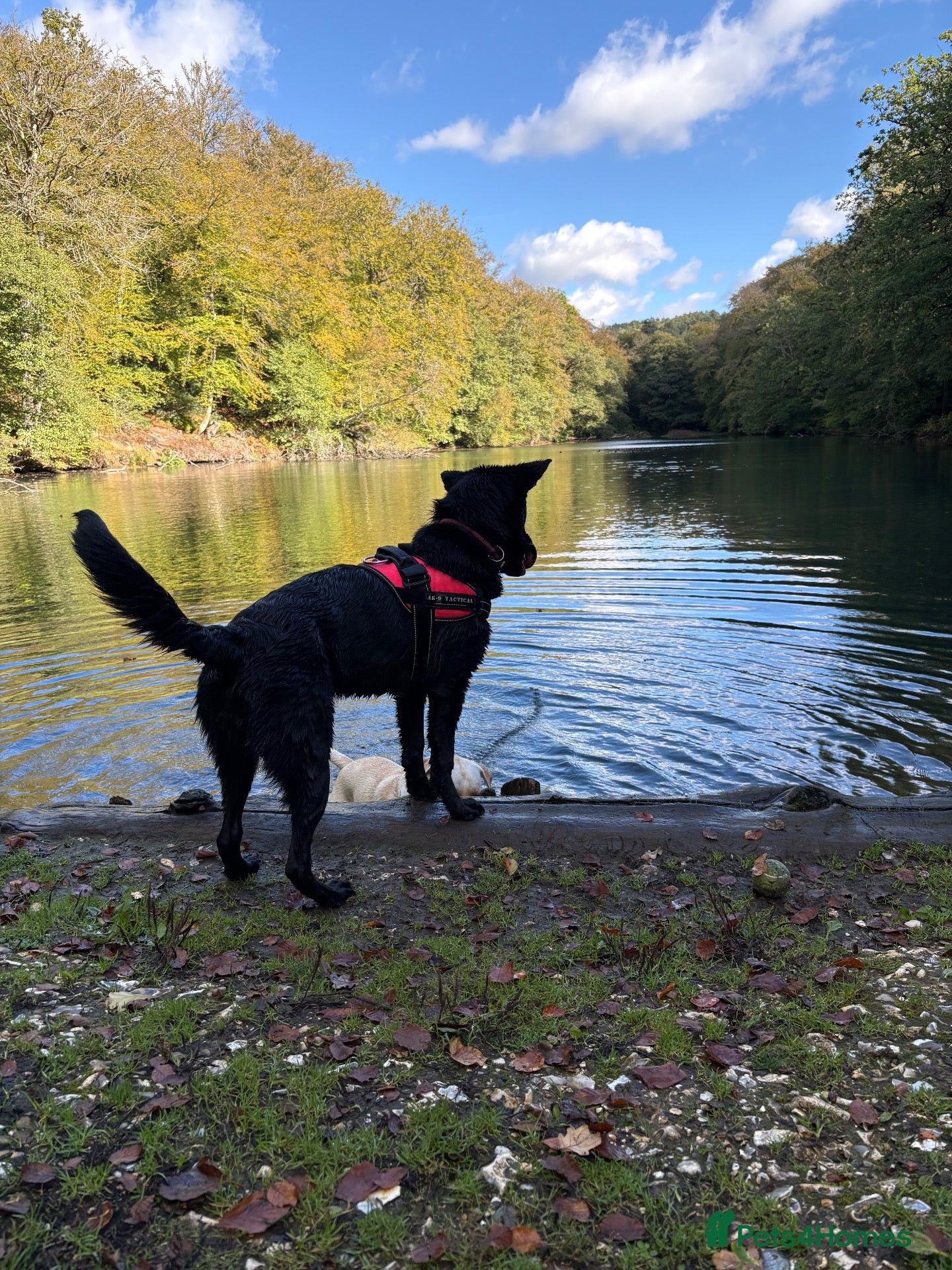 Sheprador dogs for sale: Skye 7 month sheprador - Advert 16