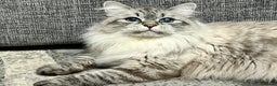 Siberian cats for sale: 💎💎GCCF Siberian Neva Masquerade Kittens💎💎 - Advert 11