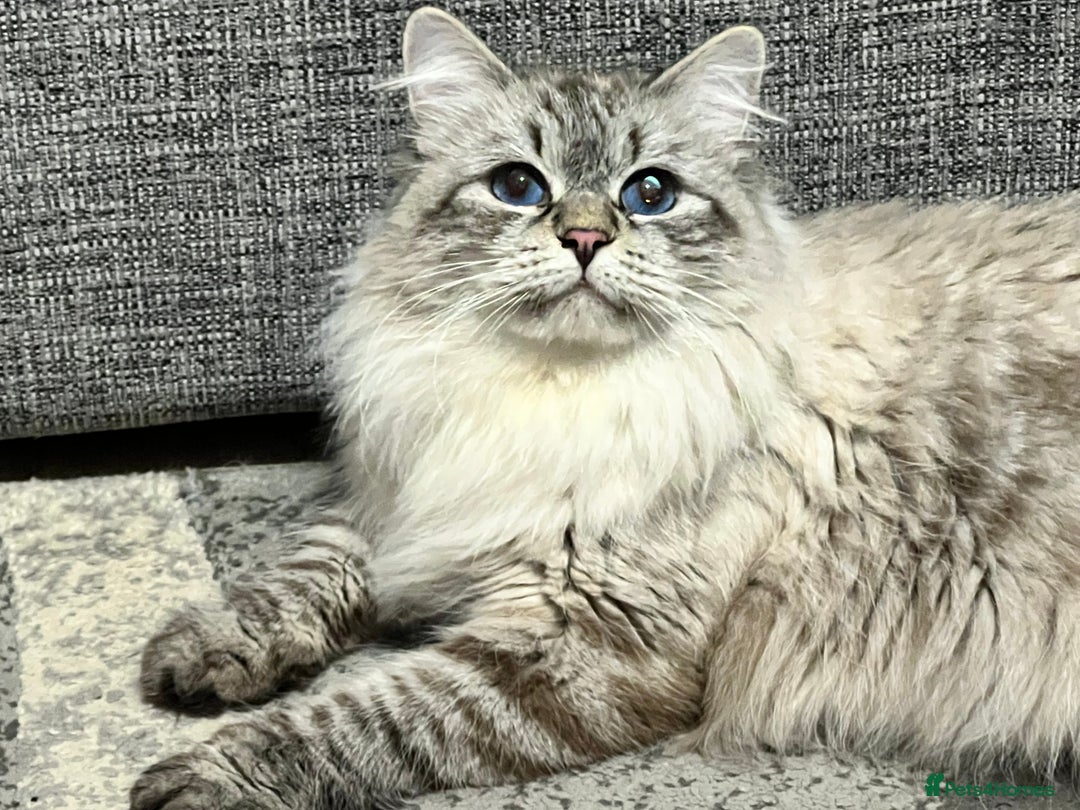 Siberian cats for sale: 💎💎GCCF Siberian Neva Masquerade Kittens💎💎 - Advert 11