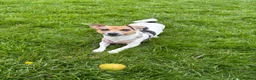 Jack Russell dogs for sale: Jack Russell Puppies - Girls - Advert 4