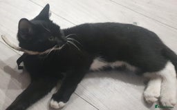 Mixed Breed cats for sale: 5 Cute Kittens Ready for New Homes!! 🐾 - Image 13
