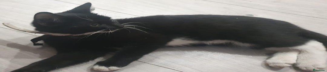 Mixed Breed Kitten 1