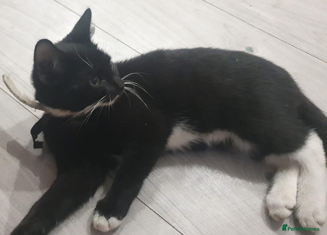 Mixed Breed cats for sale: 5 Cute Kittens Ready for New Homes!! 🐾 - Image 13