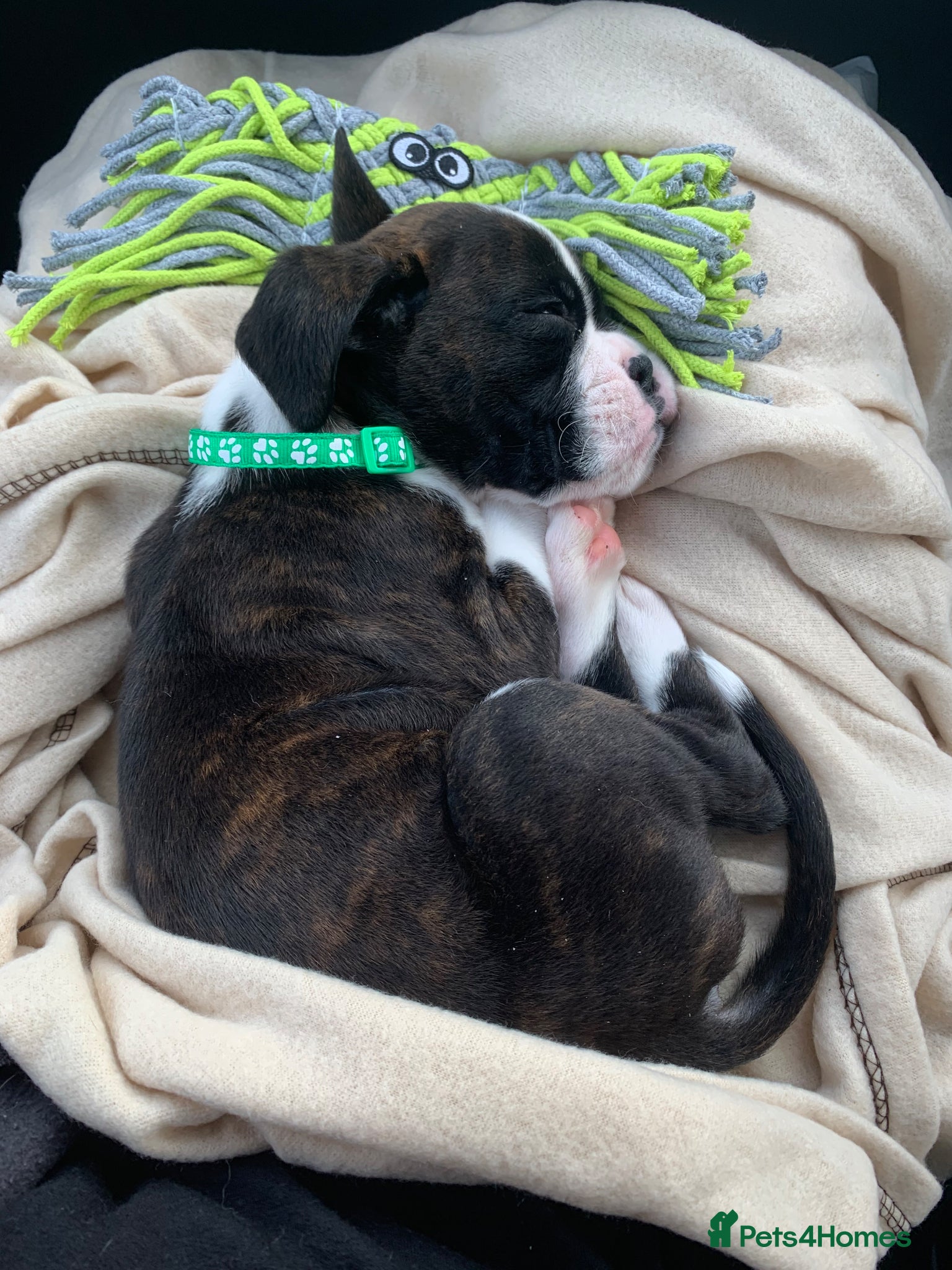 Boxer dogs for stud: Boxer stud brindle - Advert 8