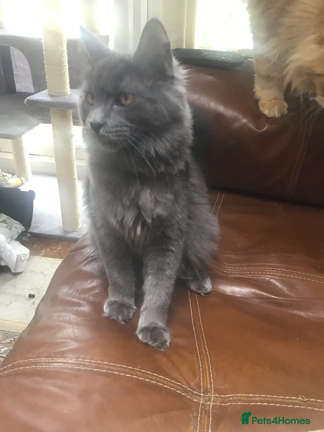 Maine Coon cats for sale: Bonnie looking for new home 🥰 - Advert 2