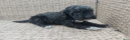 Cockapoo dogs for sale: Teddy cockapoo - Advert 4