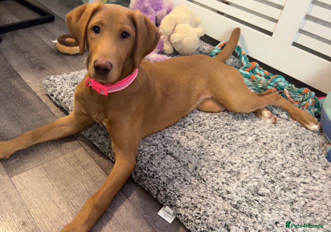 Labrador Retriever dogs for sale: Beautiful fox red girl looking for her forever hom - Image 12