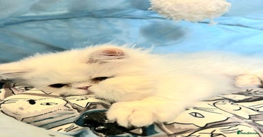 Persian cats - Advert 4