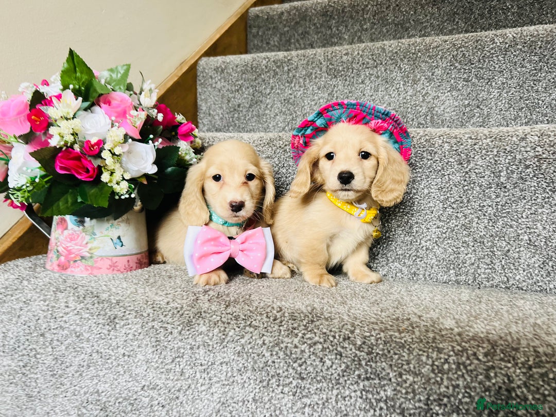 Miniature Dachshund dogs for sale: Cream Long Haired - Ready now! Boys and Girls  - Image 2