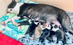 Boston Terrier dogs for sale: Beautiful Chunky KC Boston Terrier Puppies - Image 31