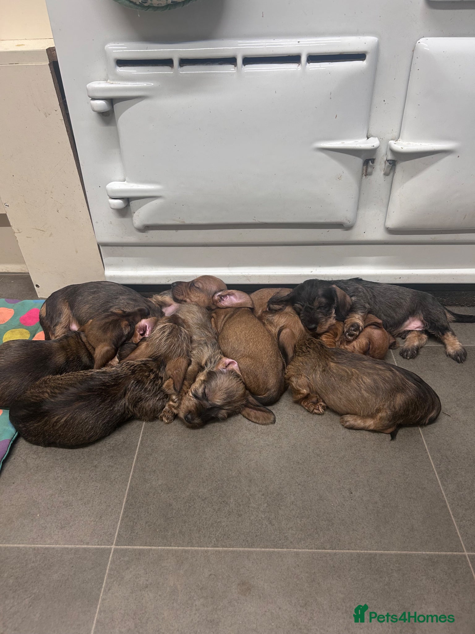 Miniature Dachshund dogs Miniature wire haired dachshunds  - Advert 1