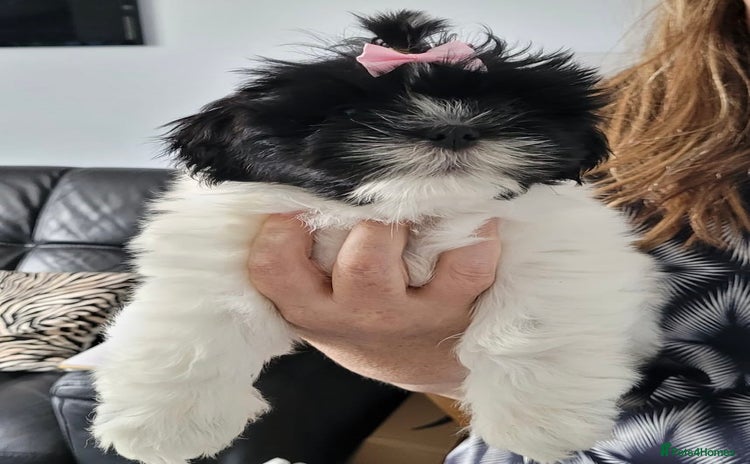 Lhasa Apso dogs - Advert 4