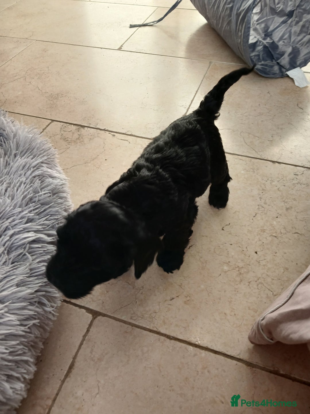 Cockapoo dogs for sale: Toy Cockapoo Puppies Looking for Loving Homes - Advert 25