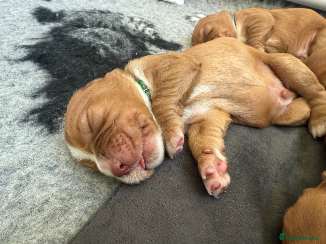 Cocker Spaniel dogs for sale: cocker spaniel puppy's - Advert 3