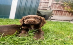 Cocker Spaniel dogs for sale: Show type cocker spaniel puppies  - Image 10