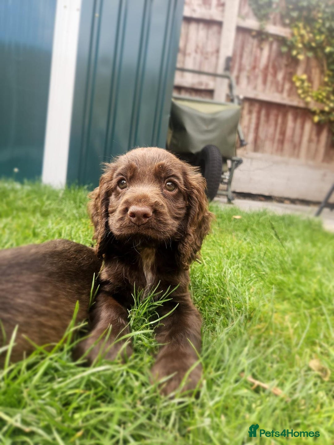 Cocker Spaniel dogs for sale: Show type cocker spaniel puppies  - Image 10