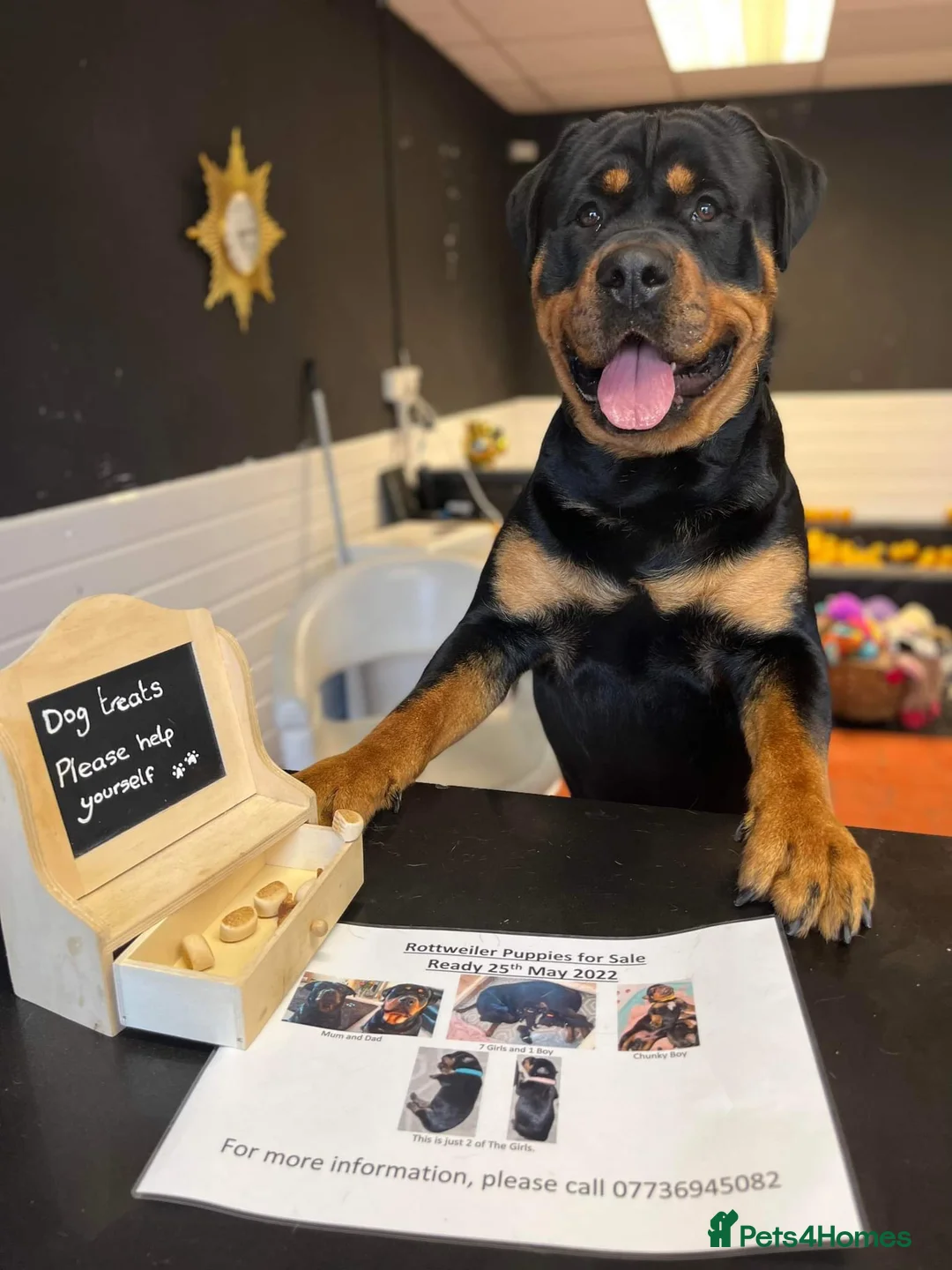 Rottweiler dogs for stud: Bruno the Rottweiler Stud Services in Wrexham - Advert 5