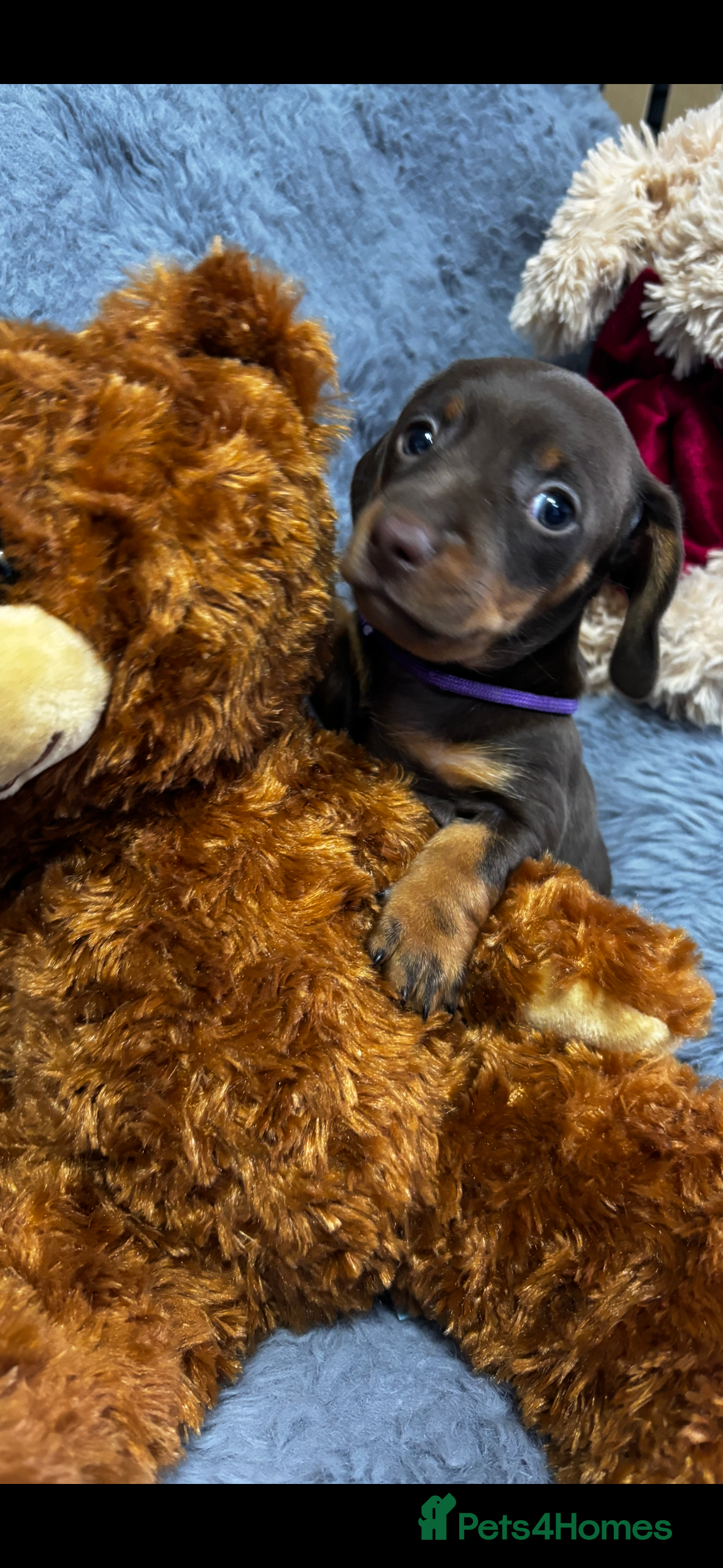 Dachshund dogs Beautiful little sausages  - Advert 2