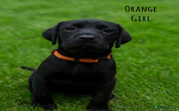 Labrador Retriever dogs for sale: Kc Registered Labradors ready to leave now - Image 10
