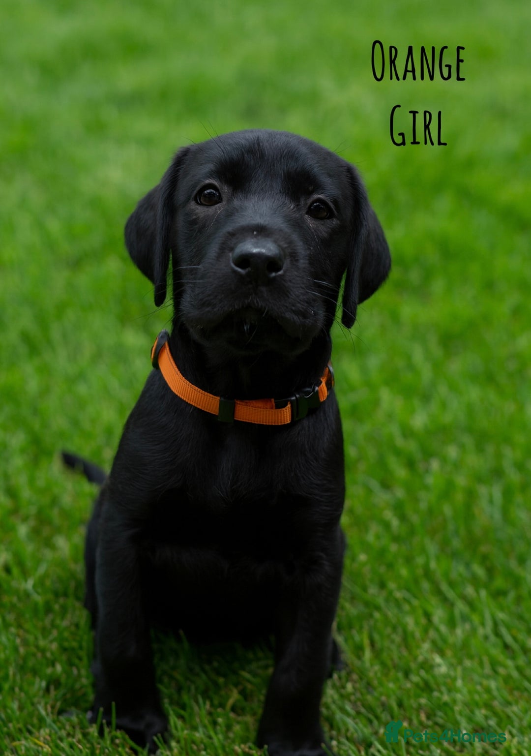 Labrador Retriever dogs for sale: Kc Registered Labradors ready to leave now - Image 10