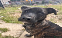 Mixed Breed dogs for sale: One puppy left, Cane Corso X Japanese Akita - Image 6