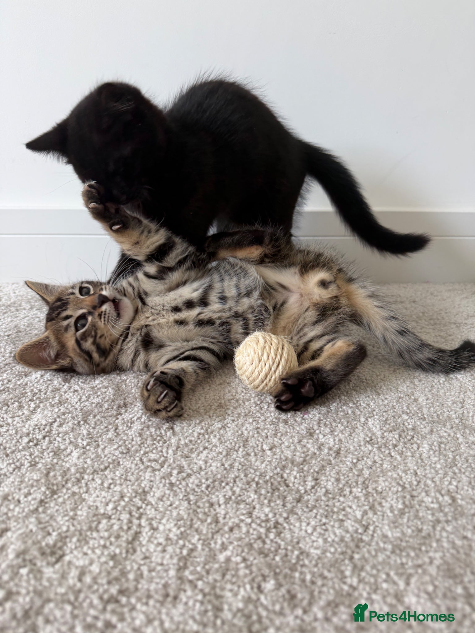Bengal cats Beautiful Bengal Kittens - Advert 19