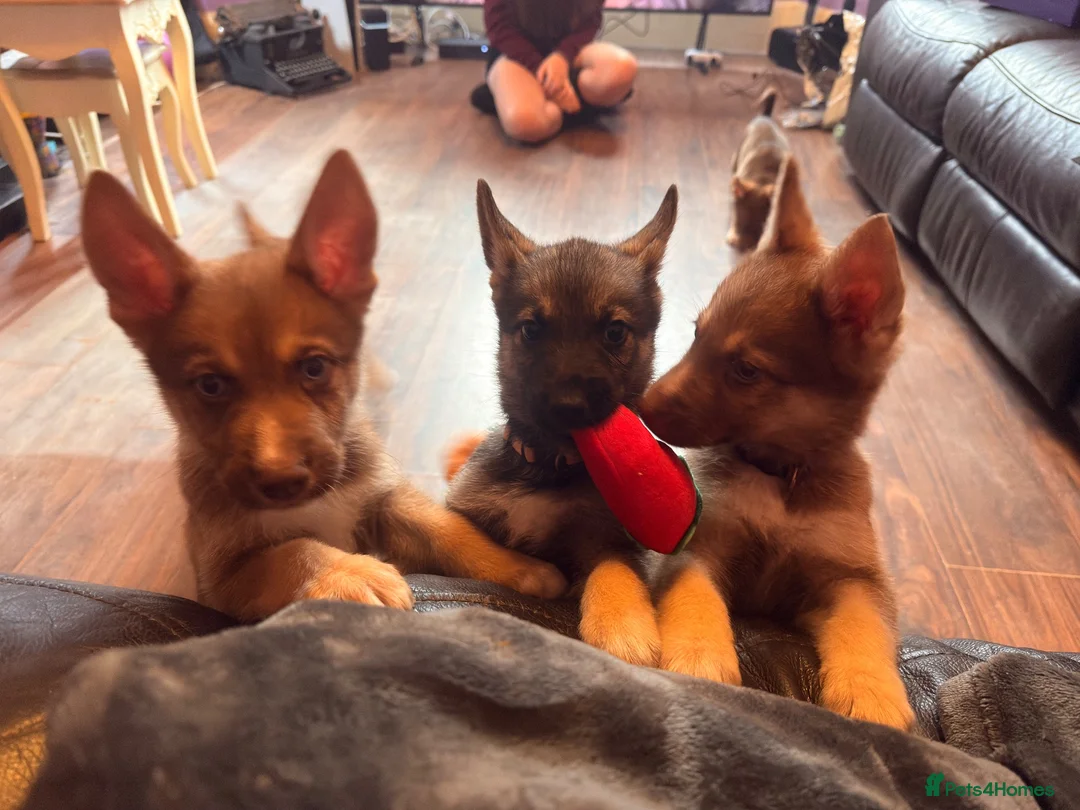 Shepsky dogs for sale: Shepsky stunners  - Advert 16