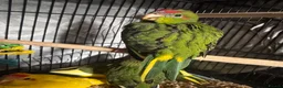 Parakeets birds for sale: Kakariki parakeets  - Advert 1