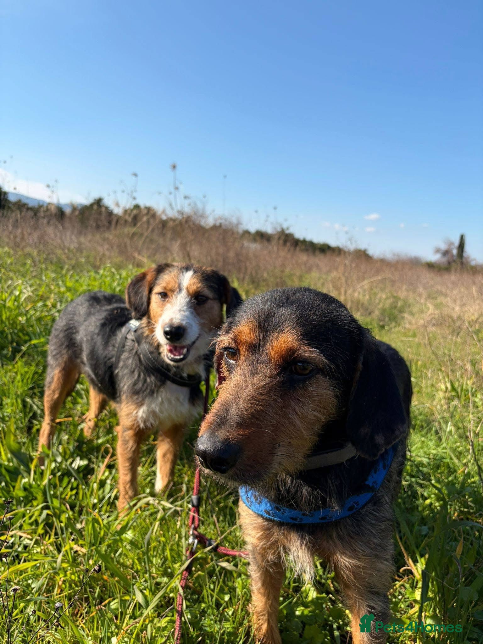 Mixed Breed dogs for sale: Ronnie & Reggie   - Advert 5
