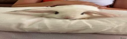 English Lop rabbits for sale: English lop bunnies  - Advert 7