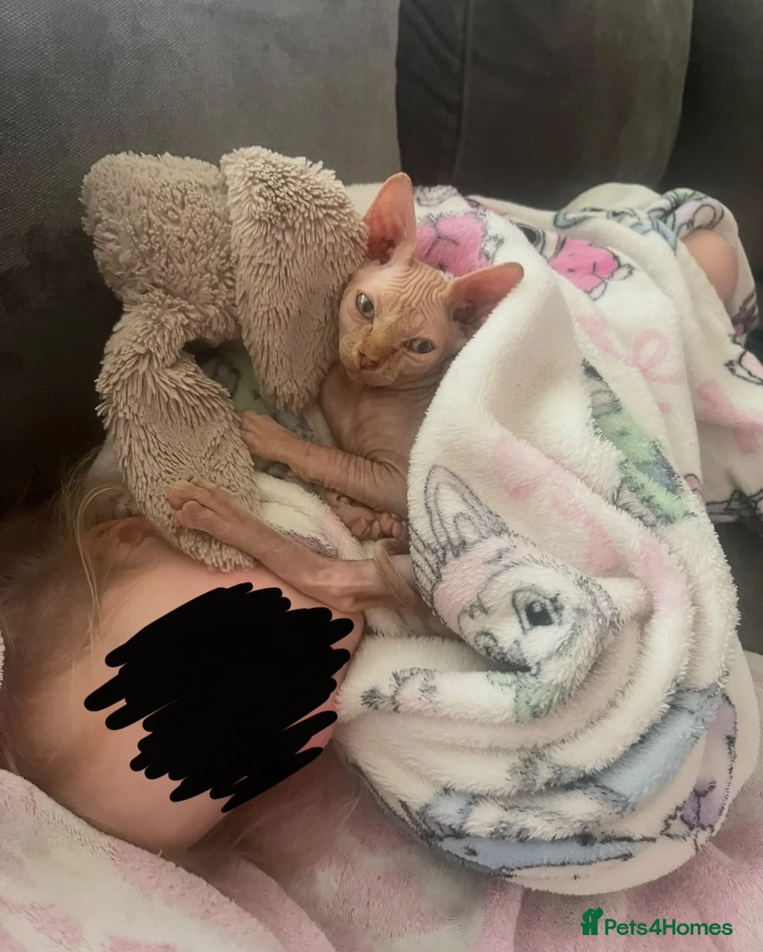 Sphynx cats for sale: Male Sphynx kitten - Advert 4