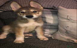 Mixed Breed dogs for sale: READY NOW! Beautiful Japanese Akita Puppies - Image 26