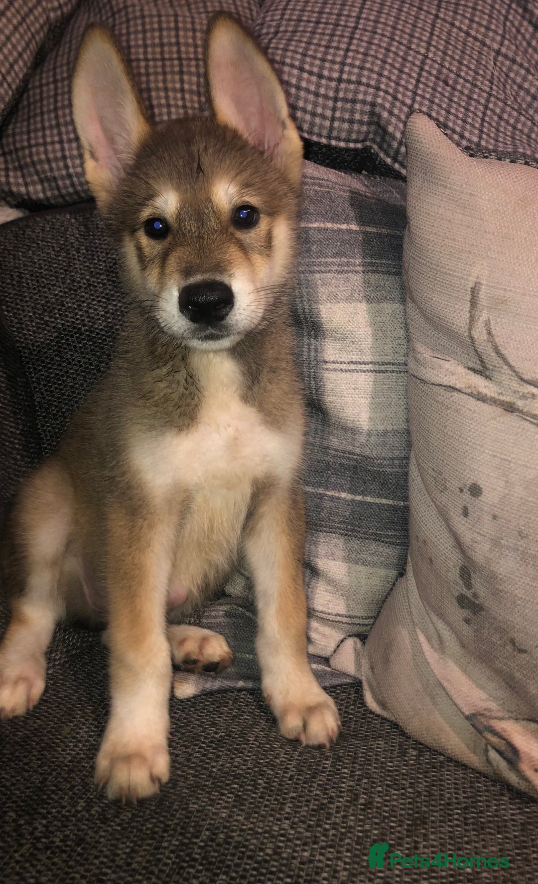 Mixed Breed dogs for sale: READY NOW! Beautiful Japanese Akita Puppies - Image 26