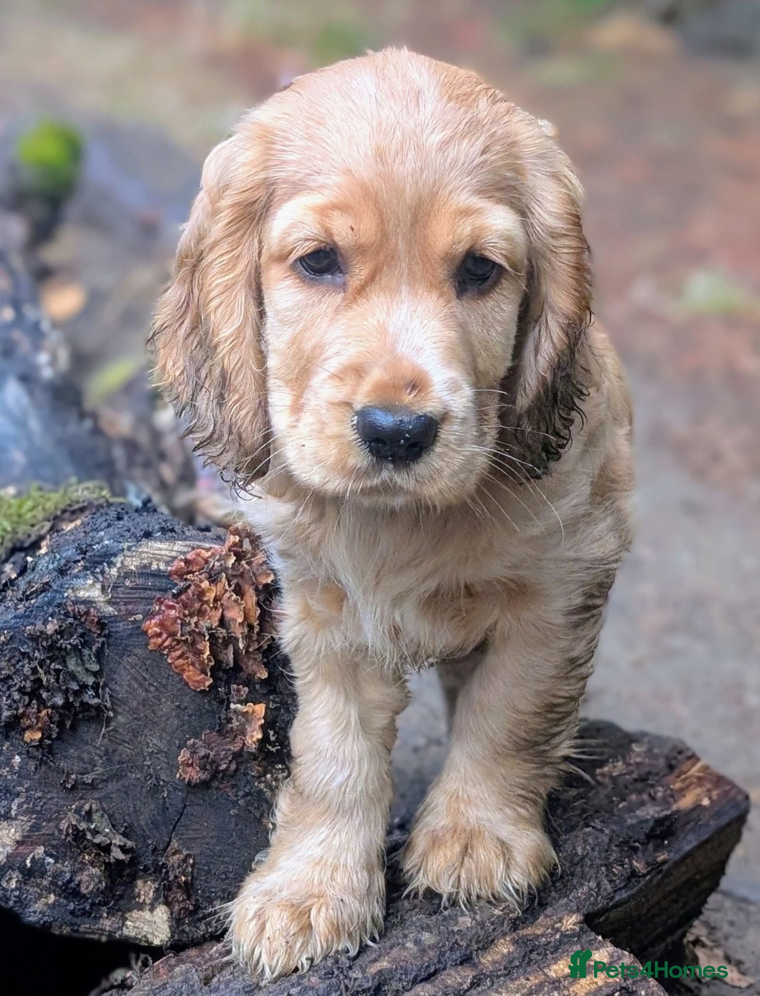 Cocker Spaniel dogs Ready: Show Cocker Spaniels - Golden and Sable - Advert 8