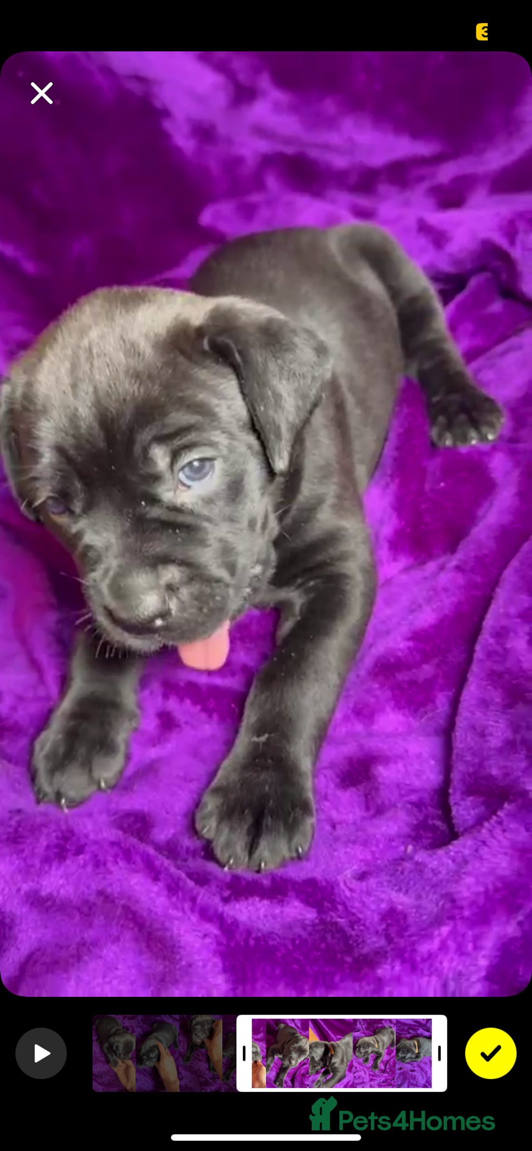 Mixed Breed dogs for sale: Cane Corso × Rottweiler/Bordeaux Puppies All Girls - Image 28